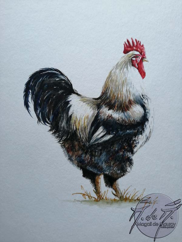 Coq